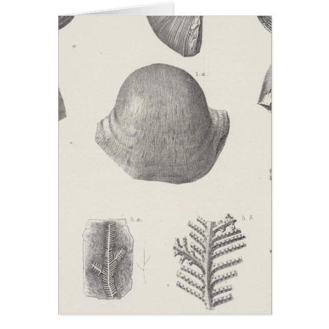 VII Carboniferous (Front)