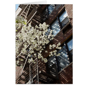 Village Cherry Blossoms Too