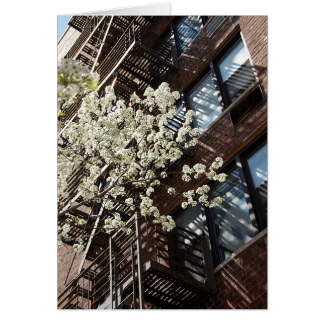 Village Cherry Blossoms Too (Front)