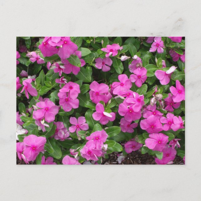 Vinca Titan Flowered Postcard (Front)
