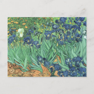 Vincent van Gogh   Irises, 1889 Postcard