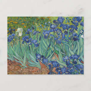 Vincent van Gogh - Irises Postcard