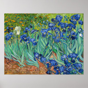 Vincent Van Gogh - Irises Poster