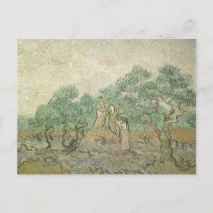 Vincent van Gogh - Olive Picking Postcard