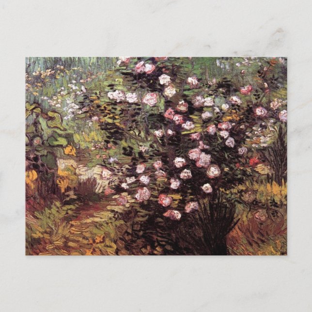 Vincent Van Gogh - Rosebush In Blossom Fine Art Postcard (Front)