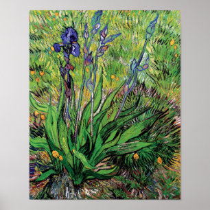 Vincent Van Gogh - The Iris Nature Lover Fine Art Poster