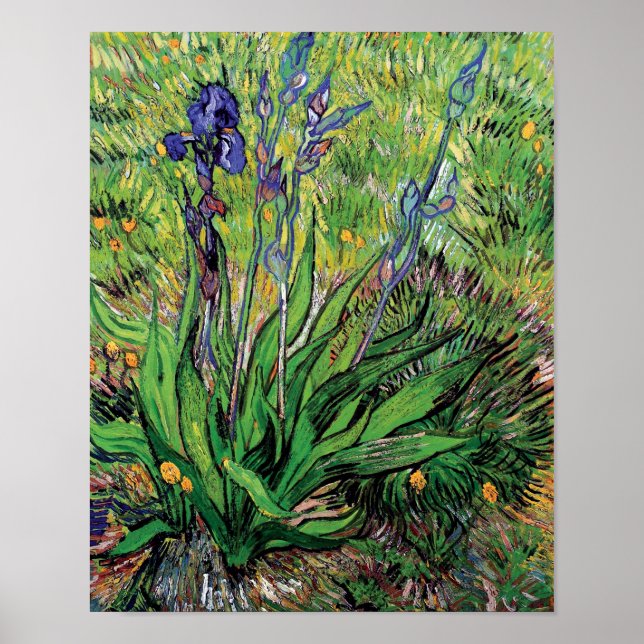 Vincent Van Gogh - The Iris Nature Lover Fine Art Poster (Front)