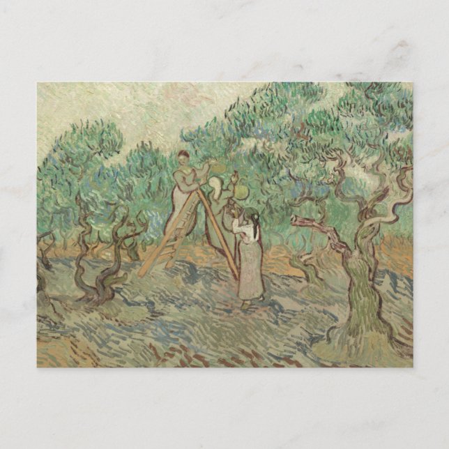 Vincent Van Gogh | The Olive Orchard Postcard (Front)