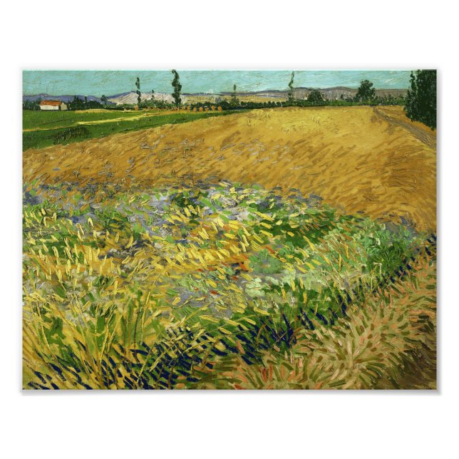Vincent van Gogh - Wheatfield Photo Print (Front)