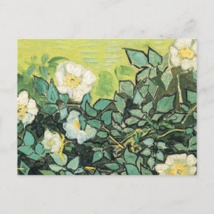 Vincent Van Gogh - Wild Roses 1890 Postcard