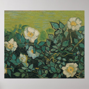 Vincent Van Gogh - Wild roses April ,May Poster