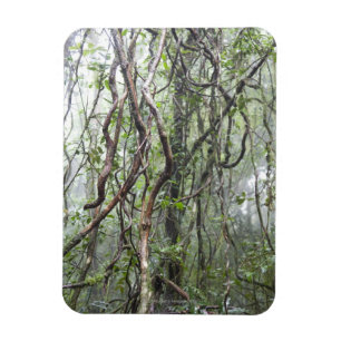 vine and branches twisted in rainforest magnet