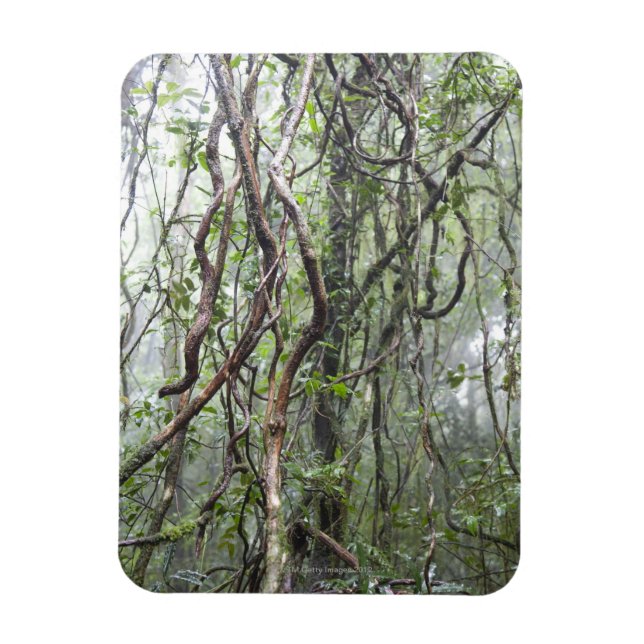 vine and branches twisted in rainforest magnet (Vertical)