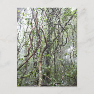 vine and branches twisted in rainforest postcard