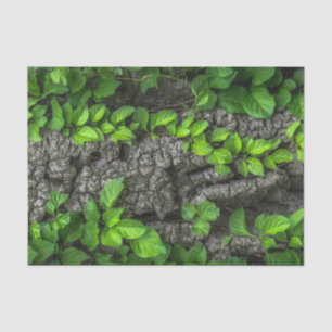 Vine covered tree tissue paper