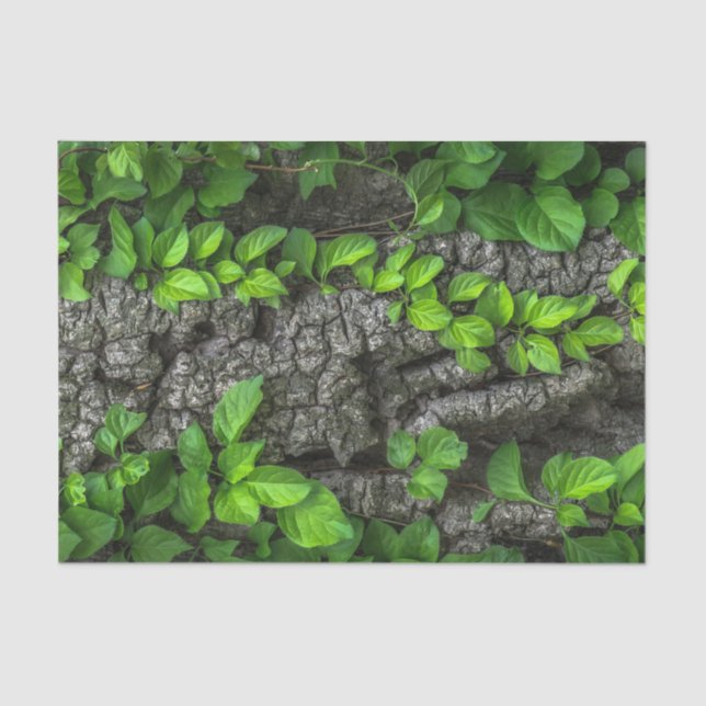Vine covered tree tissue paper (Front)