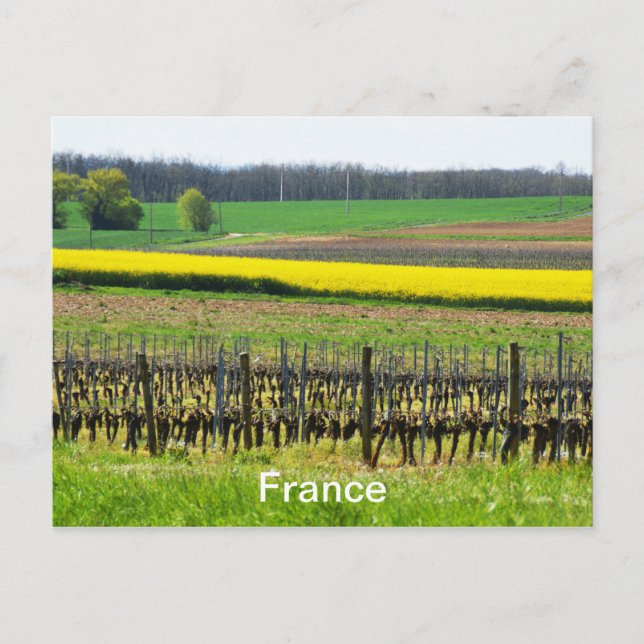 Vines and fields in France Postcard (Front)