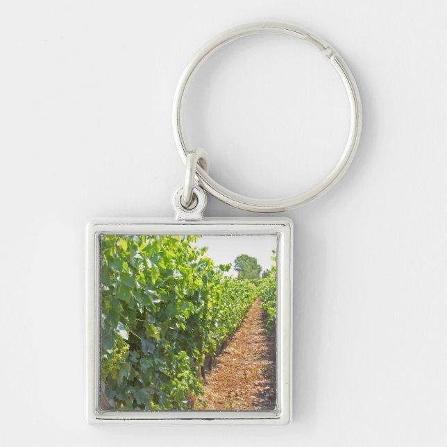 Vines trained high on wires supported by key ring (Front)