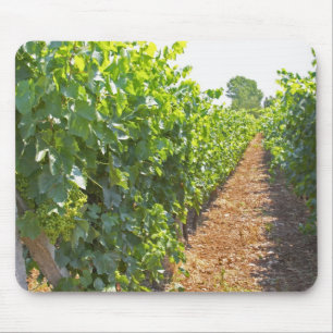Vines trained high on wires supported by mouse pad