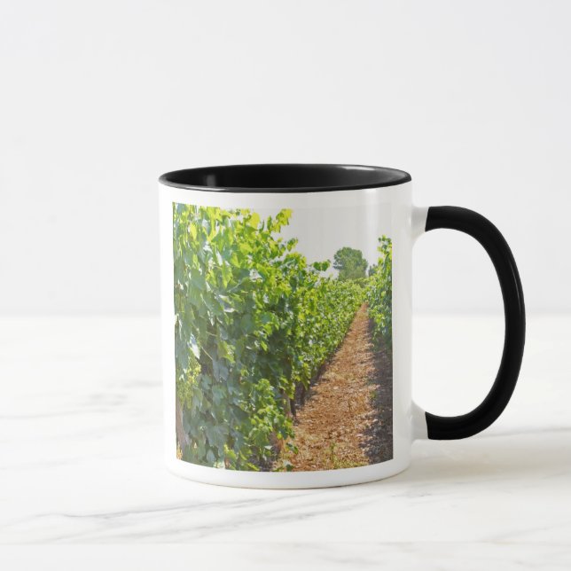 Vines trained high on wires supported by mug (Right)