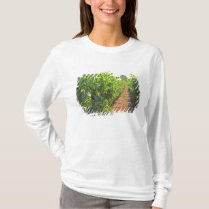 Vines trained high on wires supported by T-Shirt