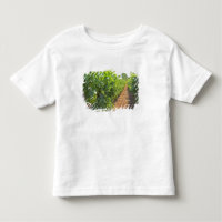 Vines trained high on wires supported by