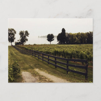 Vineyard at the lake with fence landscape postcard