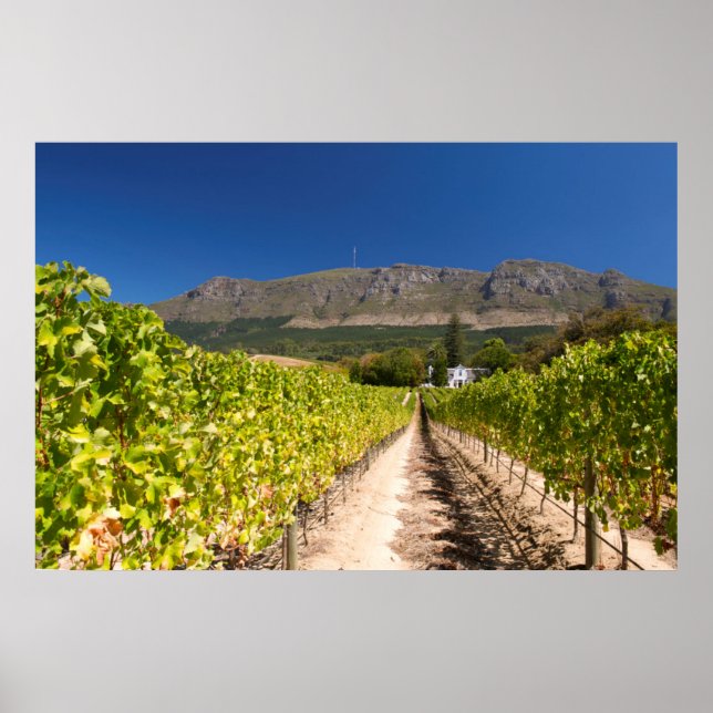 Vineyard, Cape Town, Western Cape, South Africa Poster (Front)