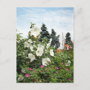 Vineyard Garden Summer Flowers Custom Postcards