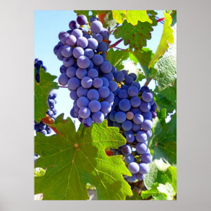 Vineyard Grapes Poster