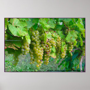Vineyard Grapes Poster