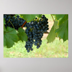 vineyard grapes poster