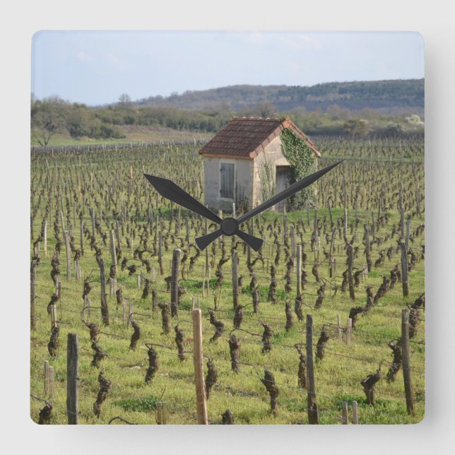 Vineyard in Burgundy France Square Wall Clock (Front)