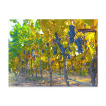 Vineyard in Napa Valley California