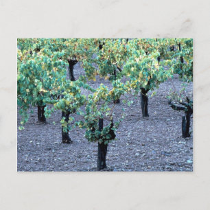 Vineyard, Napa Valley, California from the Forest Postcard