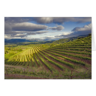 Vineyard. Napa Valley. Napa. Napa County,