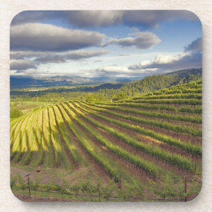 Vineyard. Napa Valley. Napa. Napa County, Coaster
