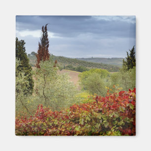 Vineyard near Montalcino, Tuscany, Italy Magnet