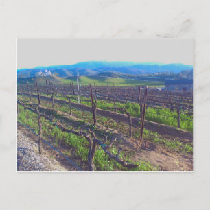 Vineyard Postcard