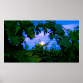 Vineyard Poster