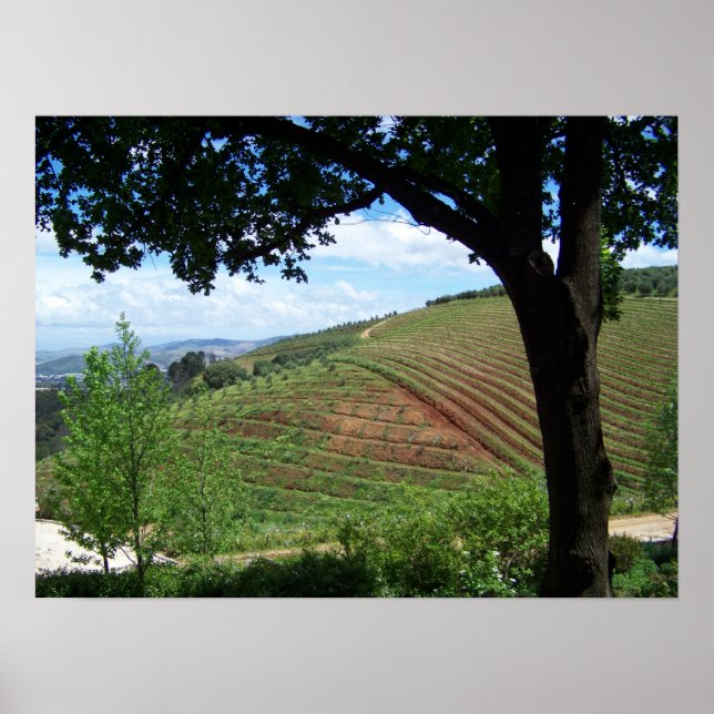 Vineyard Pride Poster (Front)