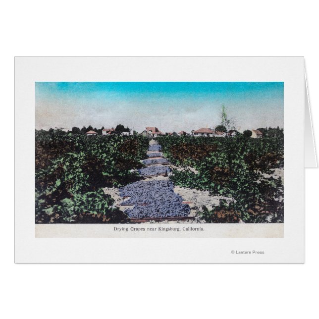 Vineyard Scene of Grapes DryingKingsburg, CA (Front Horizontal)