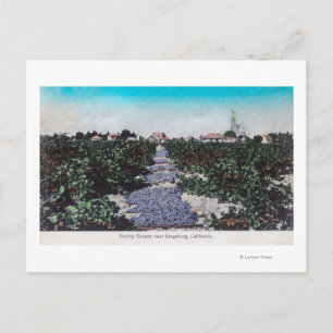Vineyard Scene of Grapes DryingKingsburg, CA Postcard