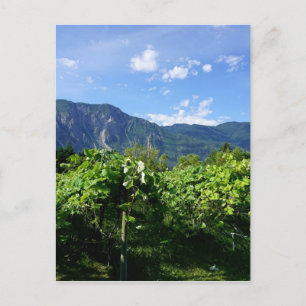 Vineyard southern BC, Canada Postcard