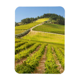 Vineyard, Stellenbosch, Western Cape Magnet