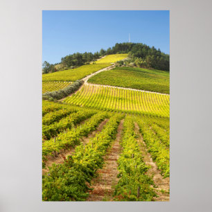 Vineyard, Stellenbosch, Western Cape Poster