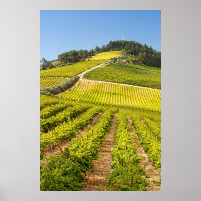 Vineyard, Stellenbosch, Western Cape Poster (Front)
