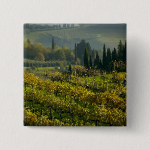 Vineyard, Tuscany, Italy 15 Cm Square Badge