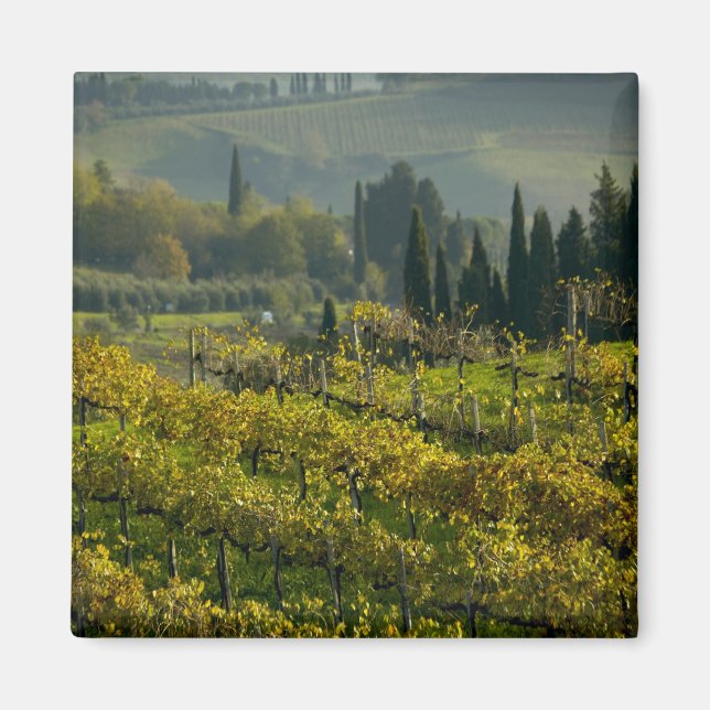 Vineyard, Tuscany, Italy Magnet (Front)
