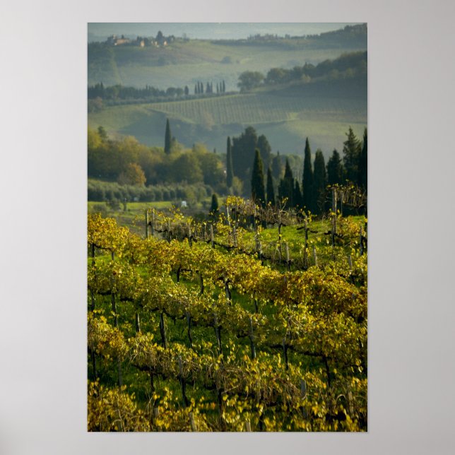 Vineyard, Tuscany, Italy Poster (Front)